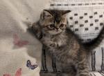 Rachel - Exotic Cat For Sale - Talco&comma; TX&comma; US