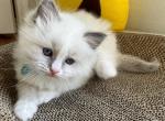 Serafina - Ragdoll Cat For Sale - Newark&comma; DE&comma; US