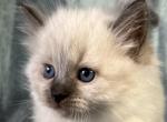Tutu - Siberian Cat For Sale - Arnold&comma; MO&comma; US