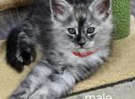 Red male - Maine Coon Cat For Sale - George&comma; WA&comma; US
