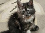Orange female - Maine Coon Cat For Sale - George&comma; WA&comma; US