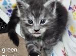 Female green - Maine Coon Cat For Sale - George&comma; WA&comma; US