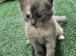 Girly - Maine Coon Cat For Sale - George&comma; WA&comma; US
