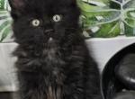 Black male 1 - Maine Coon Cat For Sale - George&comma; WA&comma; US