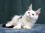 July Polydactyl - Maine Coon Cat For Sale - Hollywood&comma; FL&comma; US