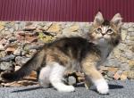 Vernon - Maine Coon Cat For Sale - Hollywood&comma; FL&comma; US