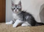 Minnesota - Maine Coon Cat For Sale - Hollywood&comma; FL&comma; US