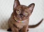 Vanessa - Burmese Cat For Sale - Pembroke Pines&comma; FL&comma; US