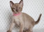 Vaiana - Burmese Cat For Sale - Pembroke Pines&comma; FL&comma; US