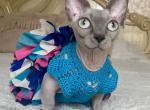 Bonya - Bambino Cat For Sale - Miami&comma; FL&comma; US