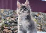 Westminster - Maine Coon Cat For Sale - Miami&comma; FL&comma; US
