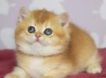 Emily - British Shorthair Cat For Sale - Miami&comma; FL&comma; US