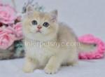 XRay - British Shorthair Cat For Sale - Brooklyn&comma; NY&comma; US