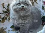 Barbos - Scottish Fold Cat For Sale - Brooklyn&comma; NY&comma; US