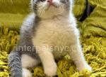 Kostik - Scottish Fold Cat For Sale - Brooklyn&comma; NY&comma; US