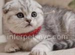 Bulka - Scottish Fold Cat For Sale - Brooklyn&comma; NY&comma; US