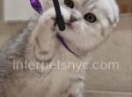 Benjamin - Scottish Fold Cat For Sale - Brooklyn&comma; NY&comma; US