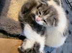 Queenie Scottish Folds - Scottish Fold Cat For Sale - Denver&comma; CO&comma; US