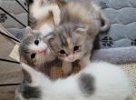 Queenie Scottish Folds 2 - Scottish Fold Cat For Sale - Denver&comma; CO&comma; US