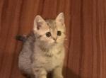 Ada - Scottish Fold Cat For Sale - Philadelphia&comma; PA&comma; US