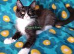 Cassy litter Feb 24 - Maine Coon Cat For Sale - Fort Worth&comma; TX&comma; US