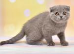 Mila 1 - Scottish Fold Cat For Sale - Chicago&comma; IL&comma; US