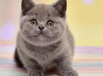 Milka - British Shorthair Cat For Sale - Chicago&comma; IL&comma; US