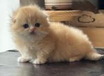 Fyntik - Munchkin Cat For Sale - Pembroke Pines&comma; FL&comma; US
