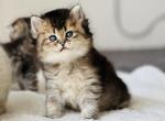 Finick - Scottish Straight Cat For Sale - Hollywood&comma; FL&comma; US