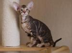 Huligano Peterbald - Oriental Cat For Sale - Pembroke Pines&comma; FL&comma; US