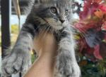 Bonny - Maine Coon Cat For Sale - Hollywood&comma; FL&comma; US