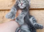 Casper - Maine Coon Cat For Sale - Hollywood&comma; FL&comma; US