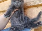 Plum - Maine Coon Cat For Sale - Hollywood&comma; FL&comma; US
