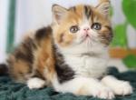 Betty - Exotic Cat For Sale - Norwalk&comma; CT&comma; US