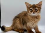Walter - Somali Cat For Sale - Miami&comma; FL&comma; US