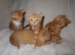 GORGEOUS ORANGE KITTENS - Domestic Cat For Sale - New Holland&comma; PA&comma; US