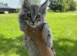 BOY B - Maine Coon Cat For Sale - Kansas City&comma; MO&comma; US