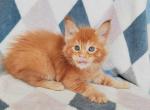 Valentin - Maine Coon Cat For Sale - Miami&comma; FL&comma; US