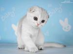 Tiffany - Scottish Fold Cat For Sale - Norwalk&comma; CT&comma; US