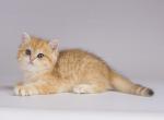 PUSS IN BOOTS golden british shorthair Loc in LA - British Shorthair Cat For Sale - CA&comma; US