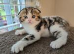 Max2 - Scottish Fold Cat For Sale - Holland&comma; PA&comma; US