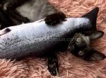 Bullet black Devon Rex boy - Devon Rex Cat For Sale - TX&comma; US