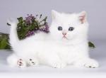 Pele blue eyed silver shaded point angel - British Shorthair Cat For Sale - TX&comma; US