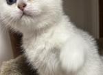 Litter E - Scottish Fold Cat For Sale - Staten Island&comma; NY&comma; US