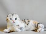 Nirvana - Scottish Fold Cat For Sale - Norwalk&comma; CT&comma; US