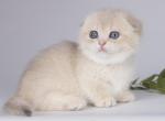 Raina - Munchkin Cat For Sale - Pembroke Pines&comma; FL&comma; US