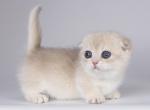 Rina - Munchkin Cat For Sale - Pembroke Pines&comma; FL&comma; US