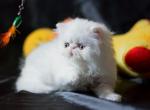 Penny - Persian Cat For Sale - Hollywood&comma; FL&comma; US
