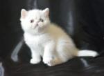Polly - Exotic Cat For Sale - Norwalk&comma; CT&comma; US