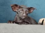 Nicolas - Oriental Cat For Sale - Pembroke Pines&comma; FL&comma; US